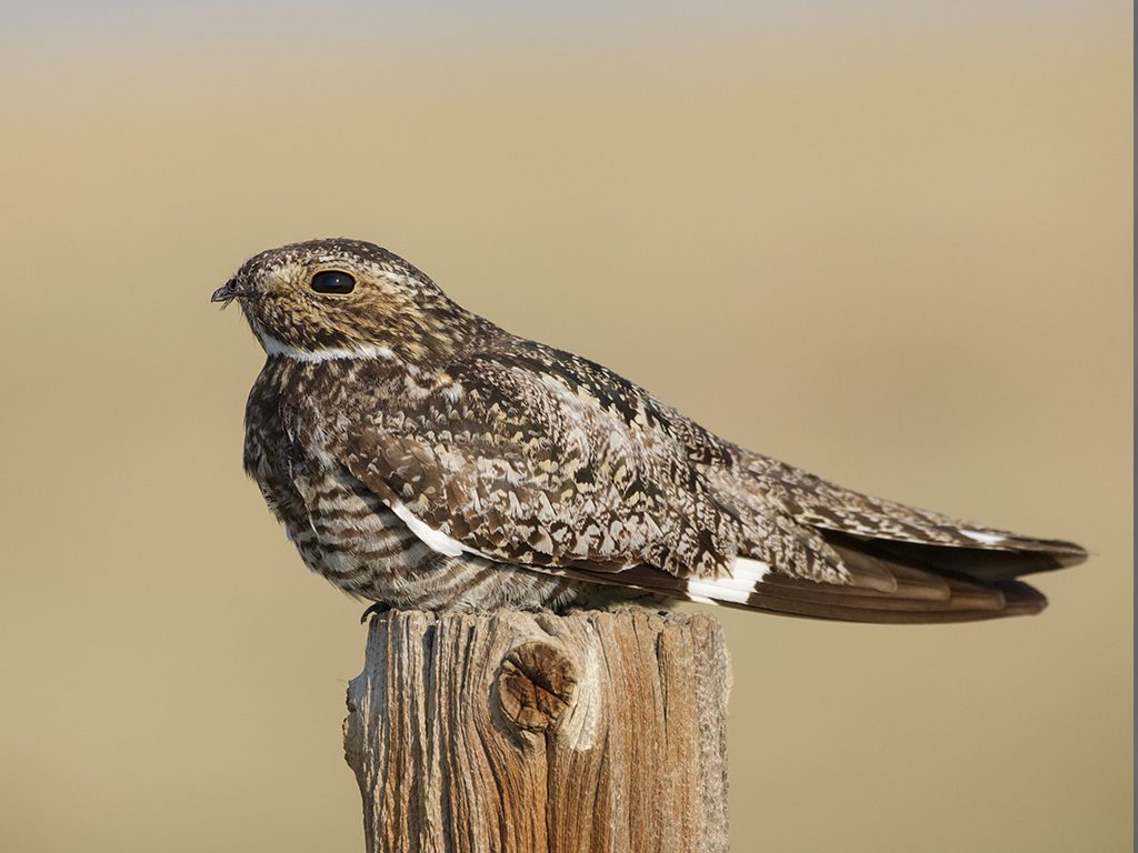 Common Nighthawk