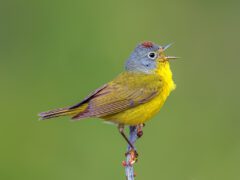 Nashville Warbler