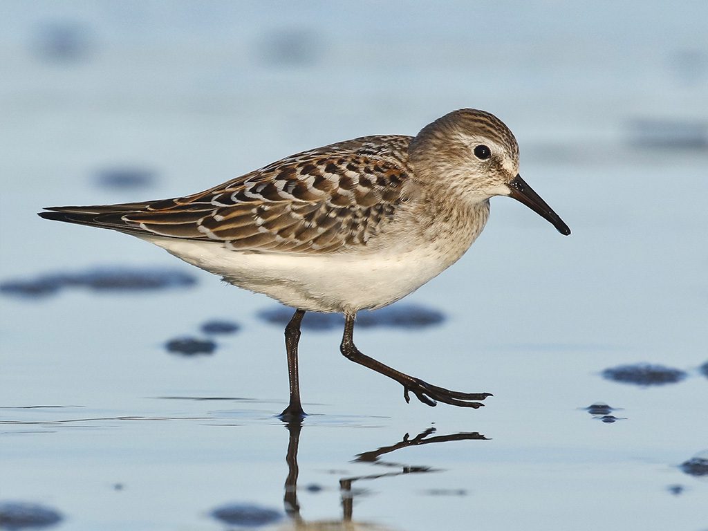 White-rumped Sandpiper