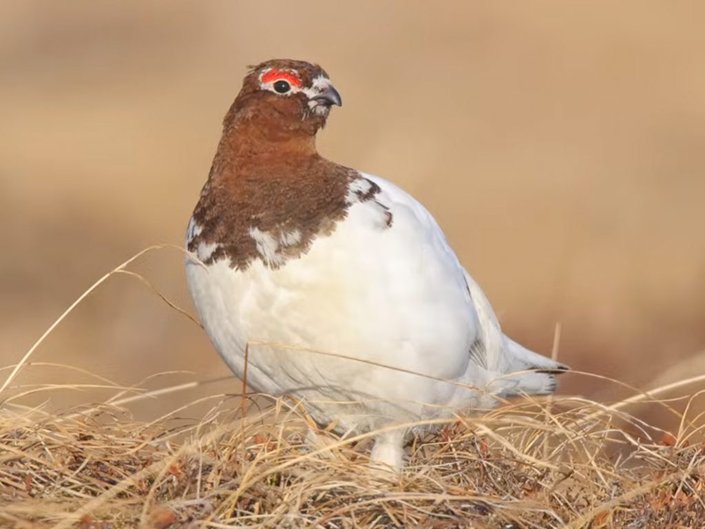 Willow Ptarmigan