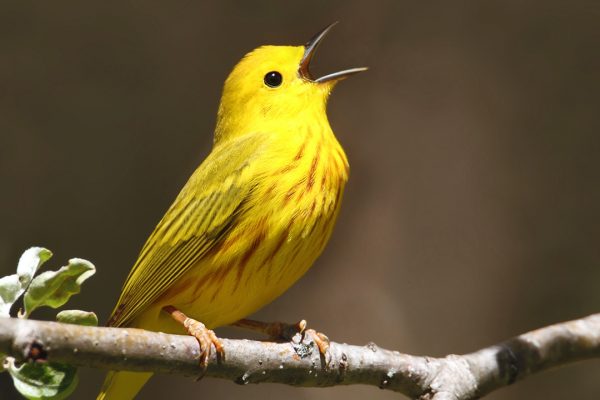 Bird Academy
