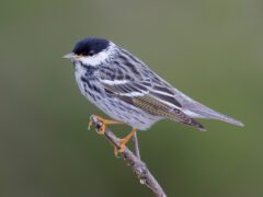 Blackpoll Warbler