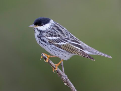 Blackpoll Warbler