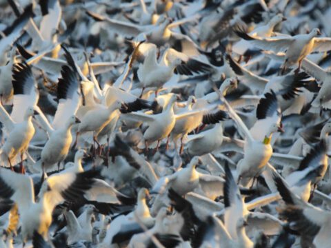 Migration of snow Goose