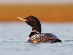 Yellow-billed-Loon