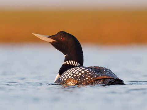 Yellow-billed-Loon