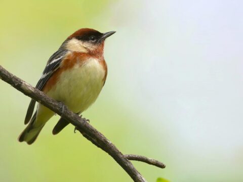 small brownish songbird perched on a twig