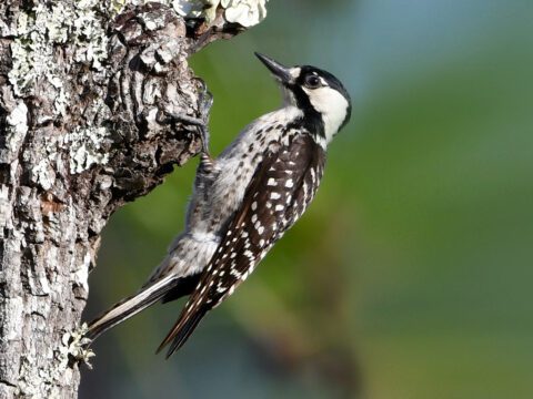 Red-cockaded-Woodpecker-Marie