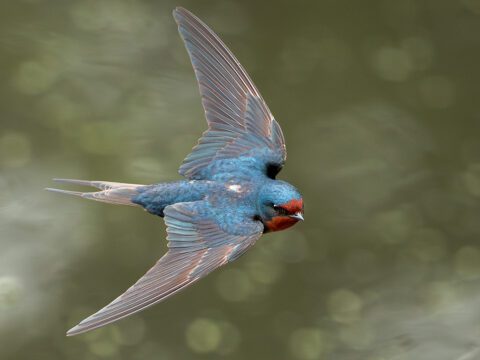 Barn Swallow