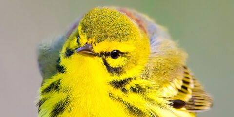 Cover Living Bird Summer