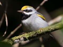Golden-winged Warbler