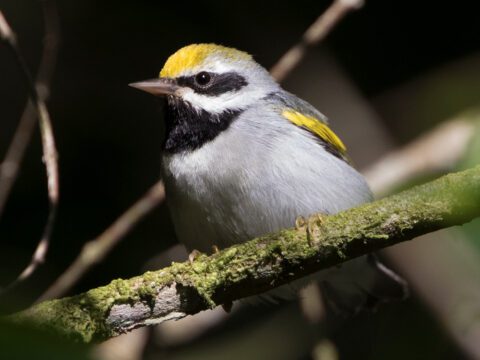 Golden-winged Warbler