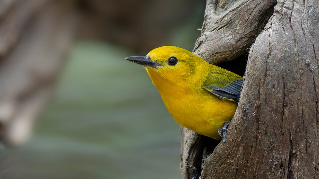 Prothonotary Warbler