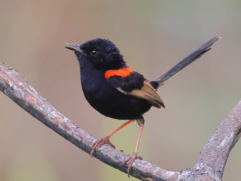 Red-backed Fairywren