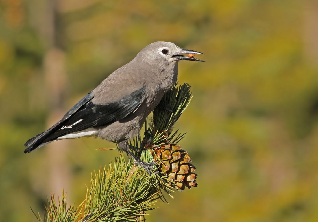Clark's Nutcracker by jrtrimble via BIrdshare