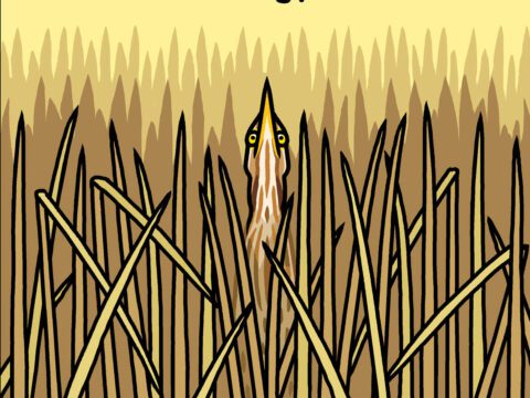 cartoon of a bittern blending in with tan reeds