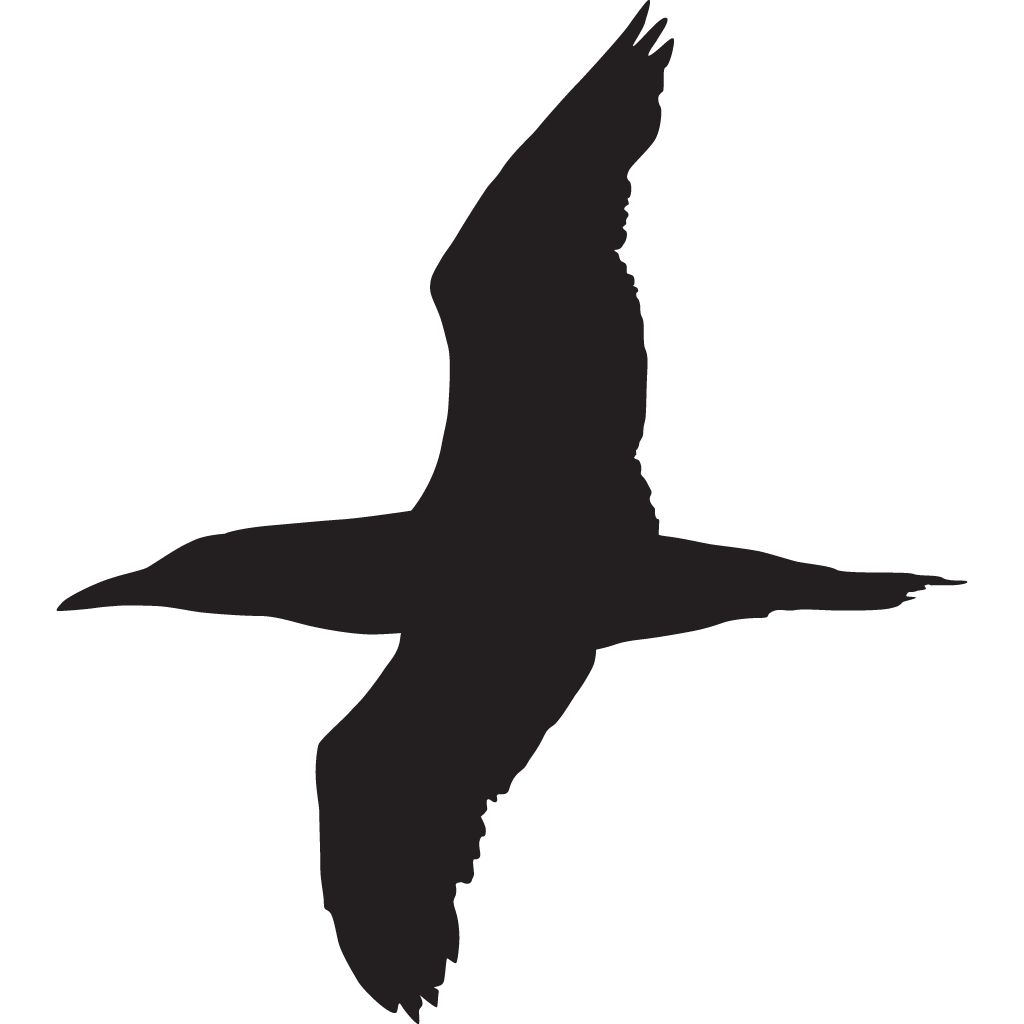 Silhouette Seabirds