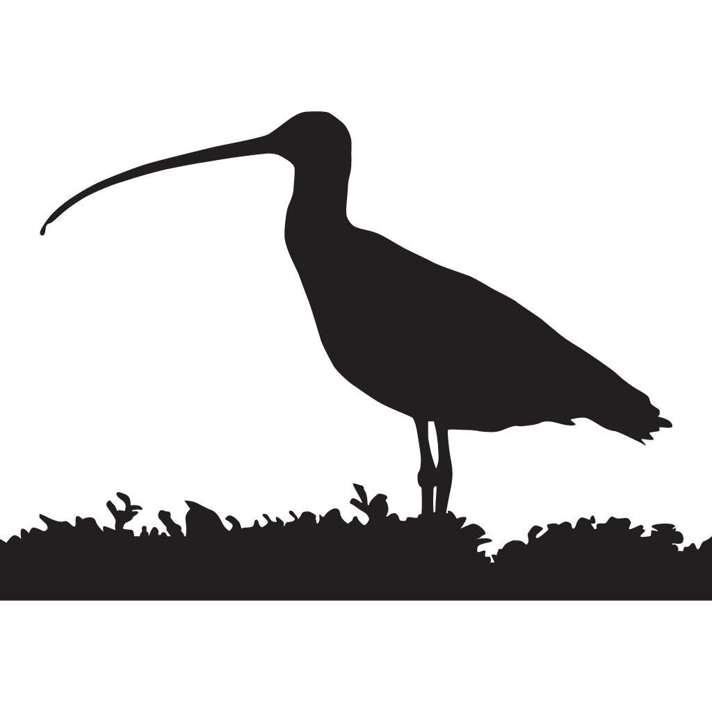 Silhouette Shorebirds